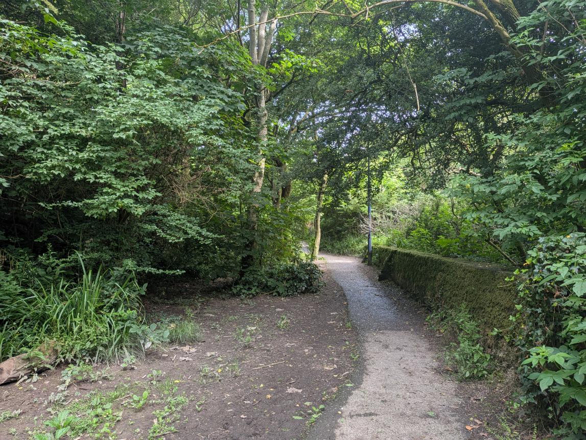 A woodland path through Linear Park, 2026
