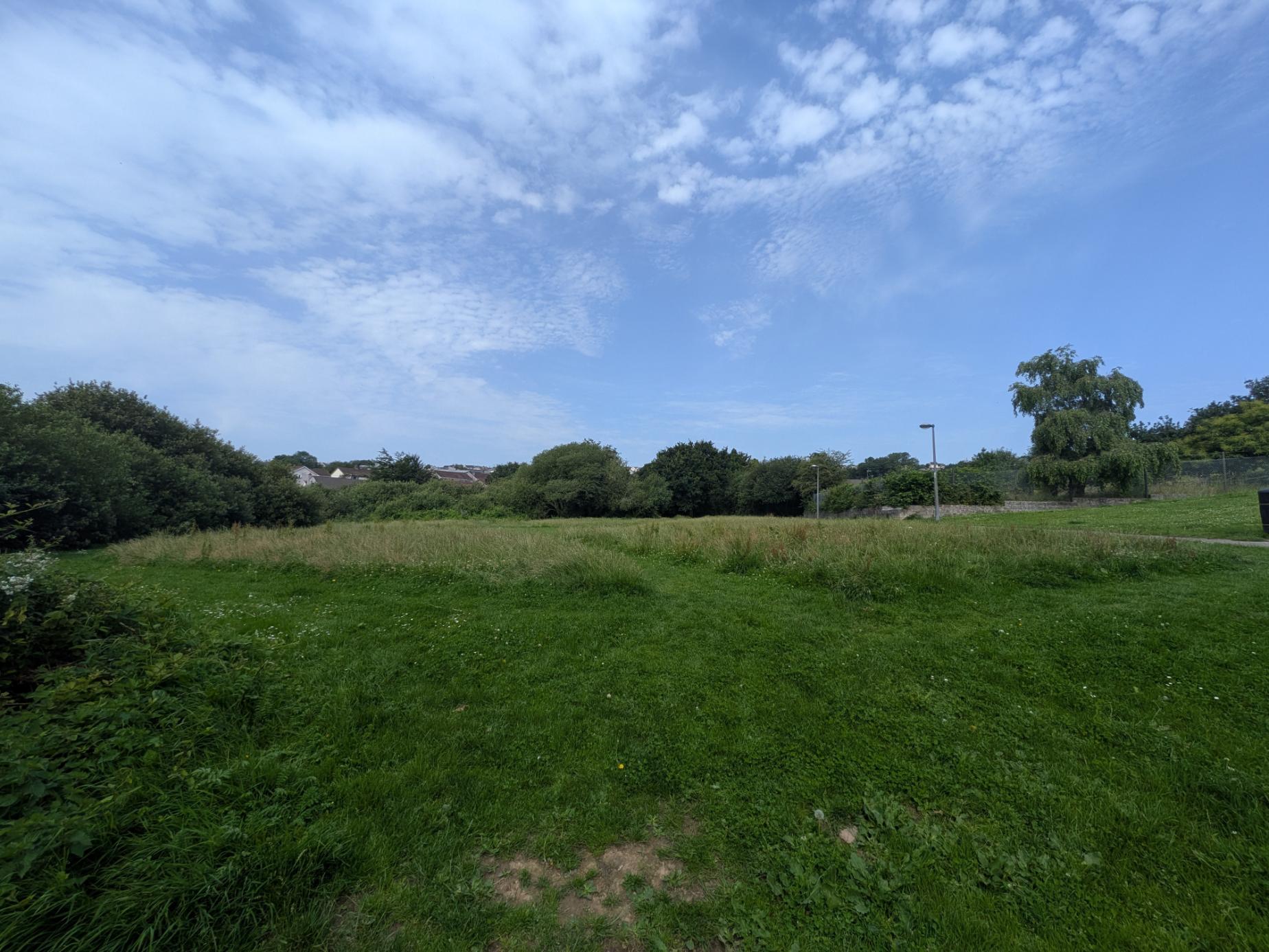 A wildflower area at Polmarth Close, the north side of Linear Park, 2026