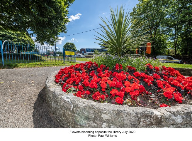 Flowers blooming opposite the library 